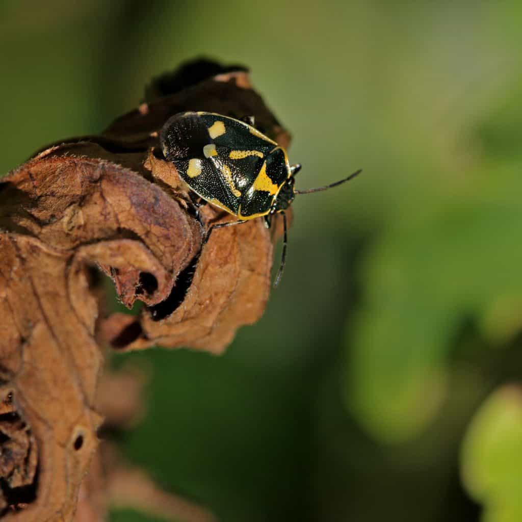 Die Kohlwanze saugt Pflanzensaft.
