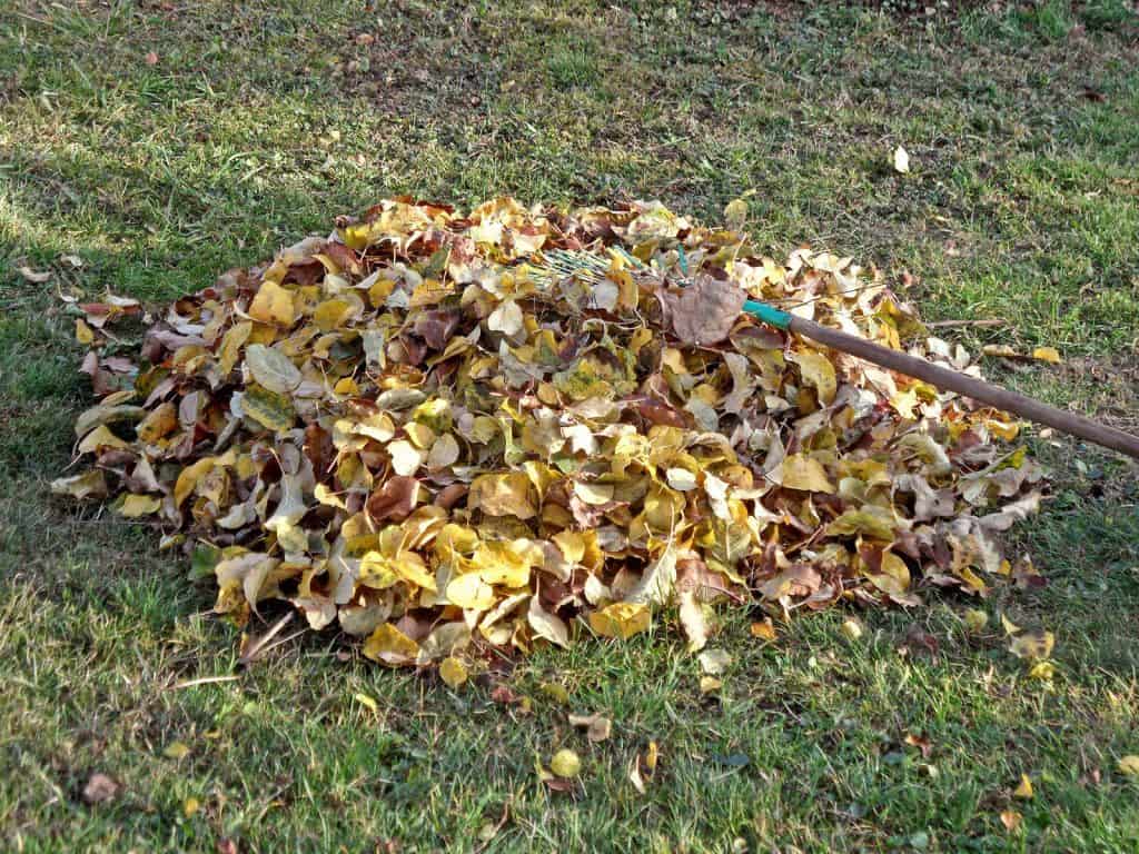 Laubhaufen für Igel übrig lassen.