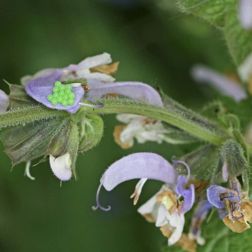 Hellgrüne Wanzeneier auf einer Pflanze.