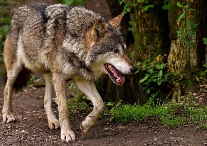 Ein Wolf schleicht durch den Wald und verändert so automatisch das Verhalten des WIlds.
