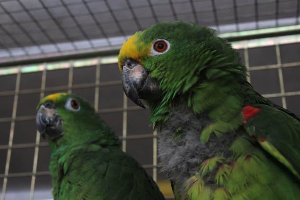 Amazonen Papageien in der Voliere.