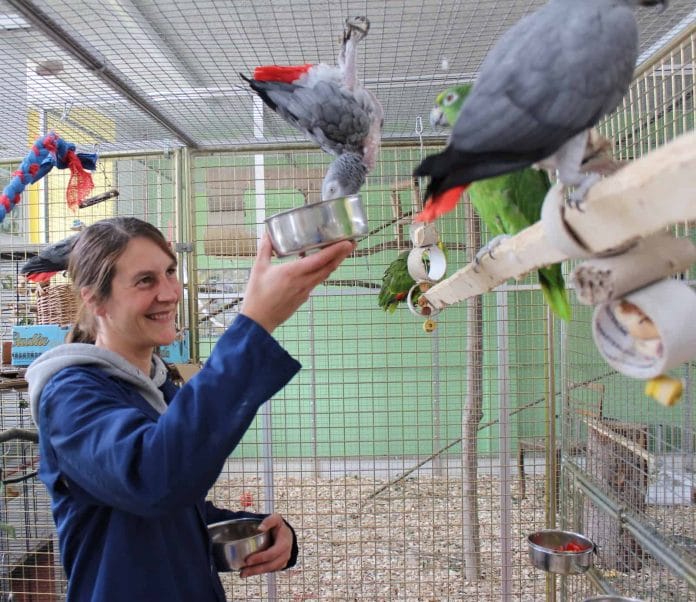 Tierpflegerin füttert Papageien in der Voliere.