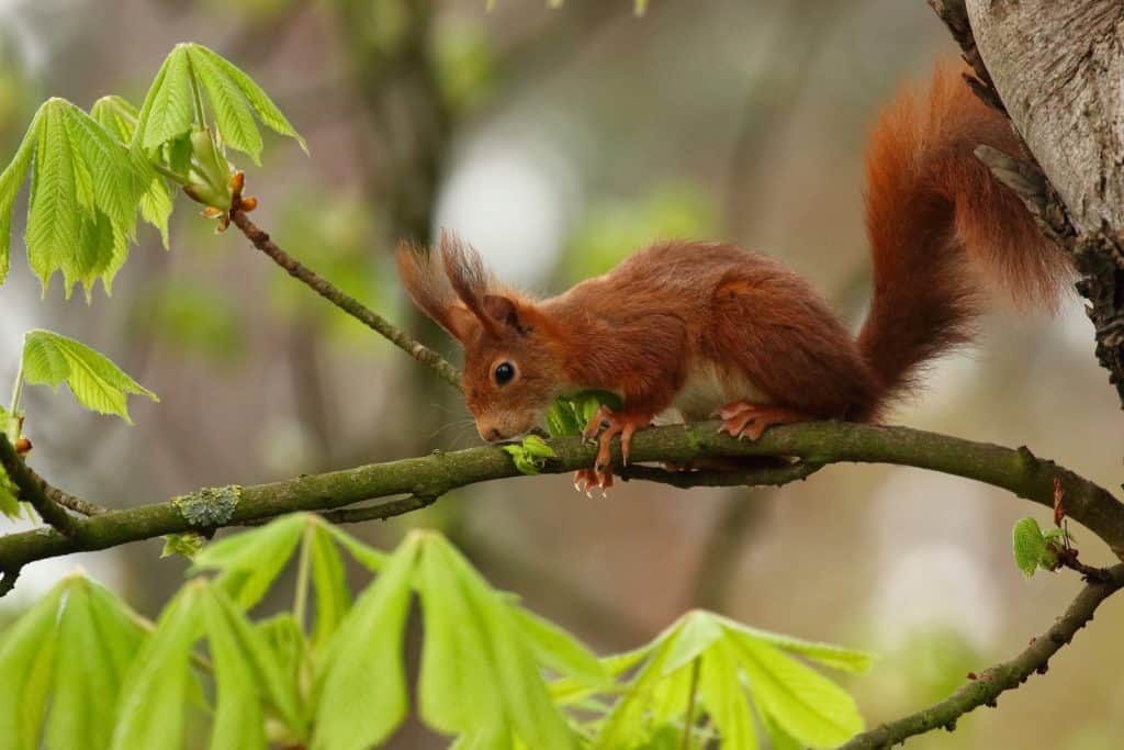Ein braunes Eichhörnchen sitzt auf einem Ast.