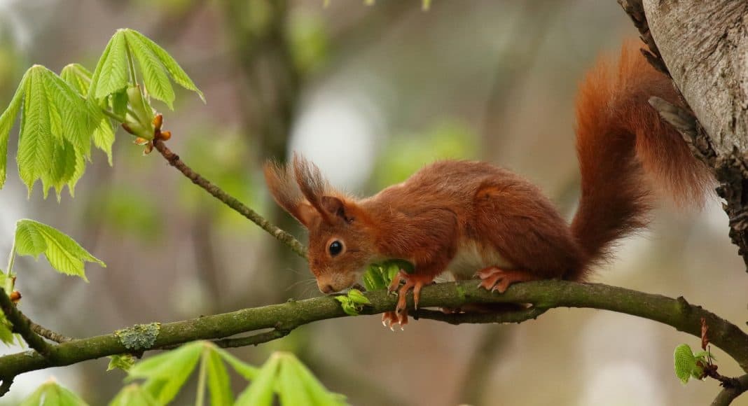 Ein braunes Eichhörnchen sitzt auf einem Ast.