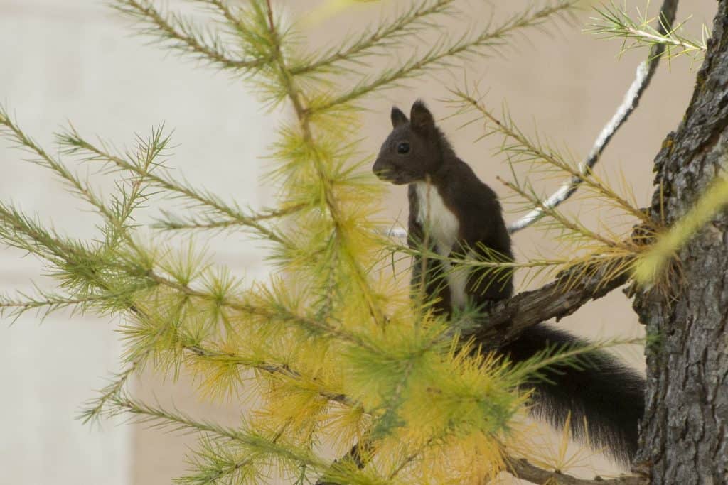 Braunschwarzes Eichhörnchen in einer Lärche.