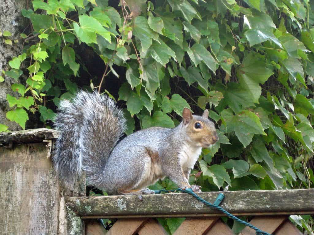 Das Nordamerikanische Grauhörnchen mit seinem buschigem Schwanz.