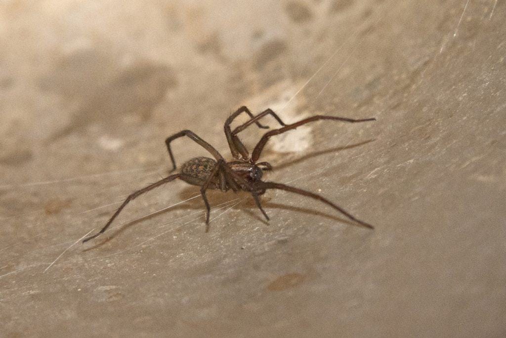 Eine Tegenaria atrica. Diese Spinne wird auch Hausspinne genannt.