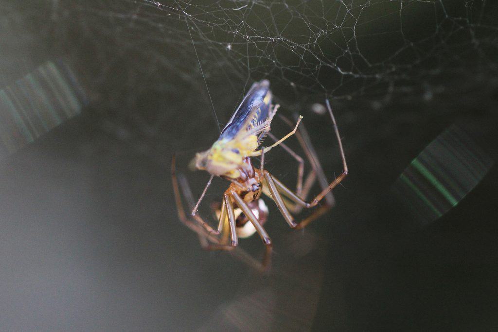 Eine Linyphia triangularis, eine Spinne, hat eine Heuschrecke in ihrem Netz erbeutet.