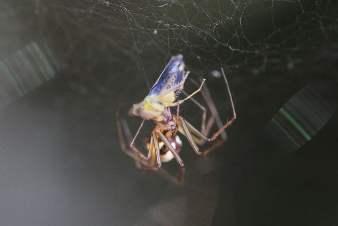 Eine Linyphia triangularis, eine Spinne, hat eine Heuschrecke in ihrem Netz erbeutet.