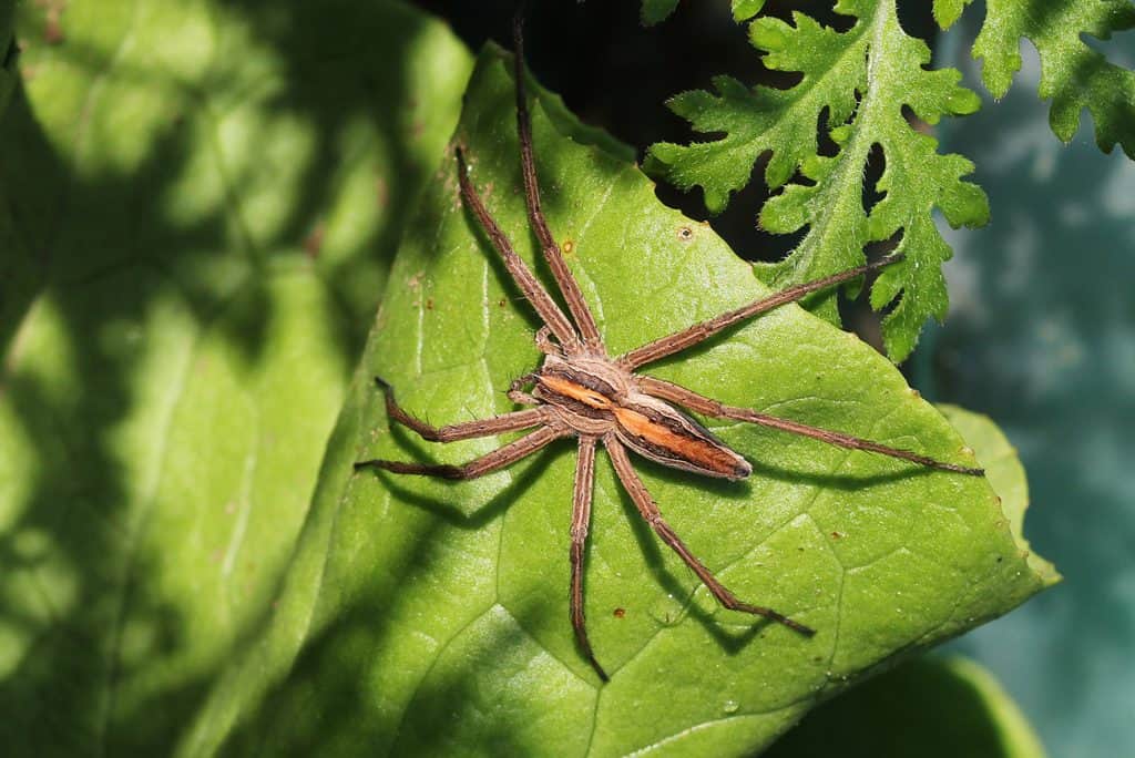 Die Listspinne sitzt auf einem Pflanzenblatt.
