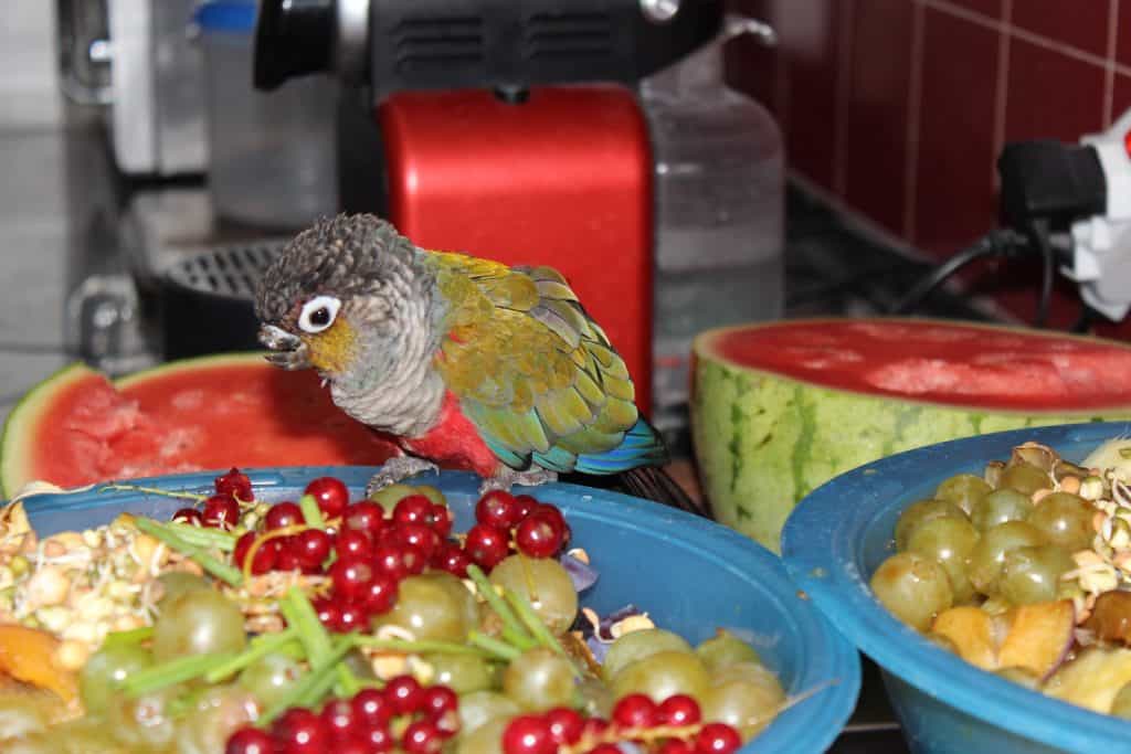 Der Papagei Piranha pickt schon mal einige Obststücker heraus.