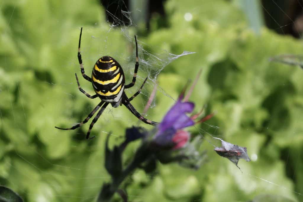Im Netz der Wespenspinne hat sich eine Feuerwanze verheddert.