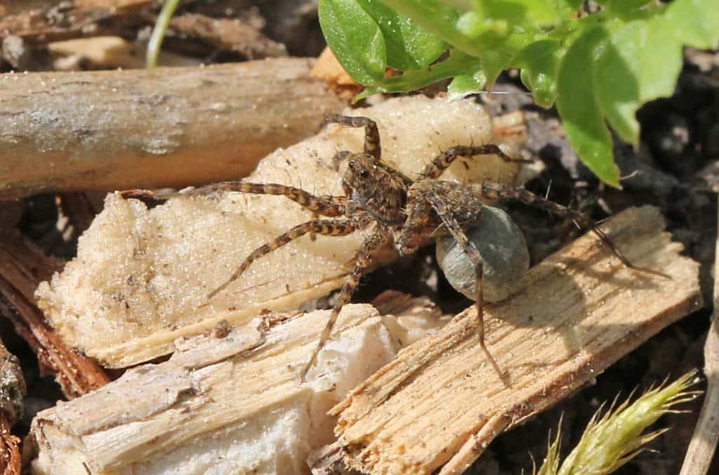 Wolfsspinne trägt ein Eikokon hinter sich her.
