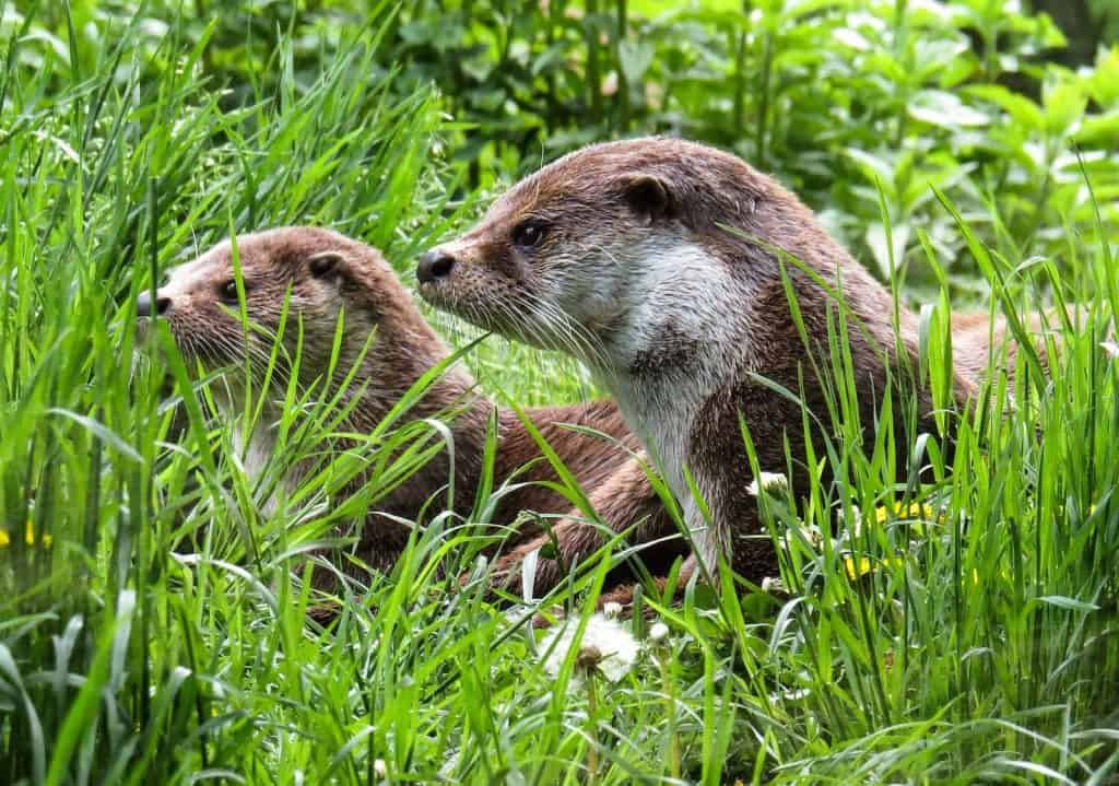 Zwei Fischotter verstecken sich im hohen Gras.