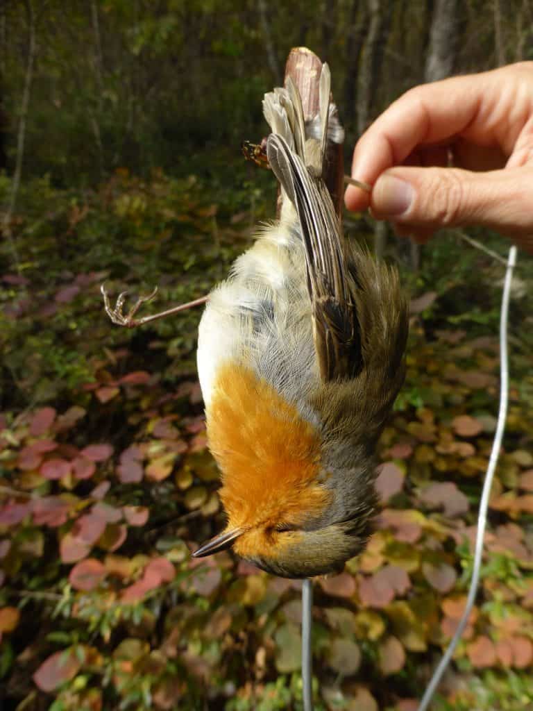 Wilderei: Dieses Rotkehlchen ist in einer Bogenfalle gestorben.