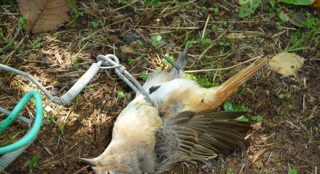 Auch dieser Zugvogel wurde durch Wilderer mit einer Falle getötet.