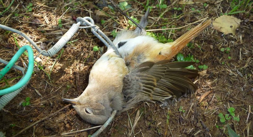 Auch dieser Zugvogel wurde durch Wilderer mit einer Falle getötet.