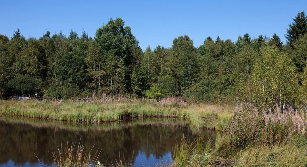 Moore, wie dieses Hochmoor, kommen immer mehr unter Druck und ihre Ökosysteme sind bedroht.