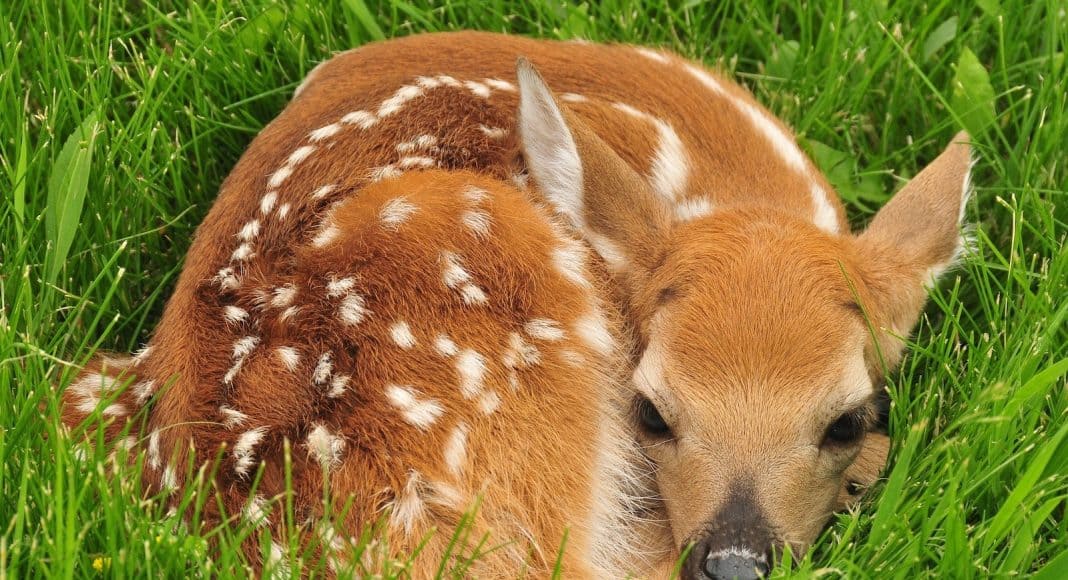 Junge Wildtiere, hier ein Rehkitz, sind immer wieder bedroht.