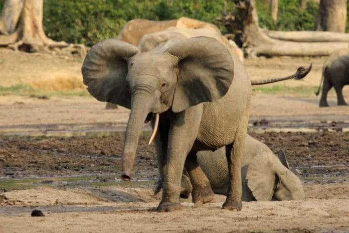 Die Zentralafrikanischen Elefanten leiden besonders unter Wilderei.