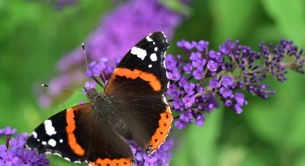 Admiral sitzt auf einer Fliederblüte.