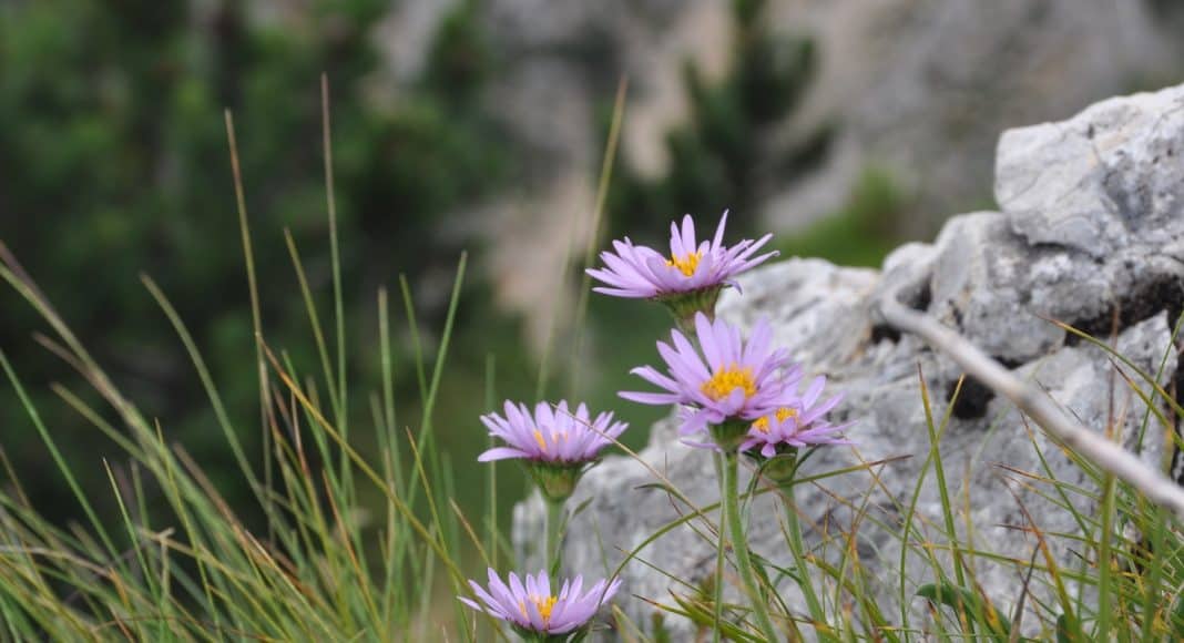 Die Flora der Alpen weicht wegen dem Klimawandel immer mehr in die Höhe aus.