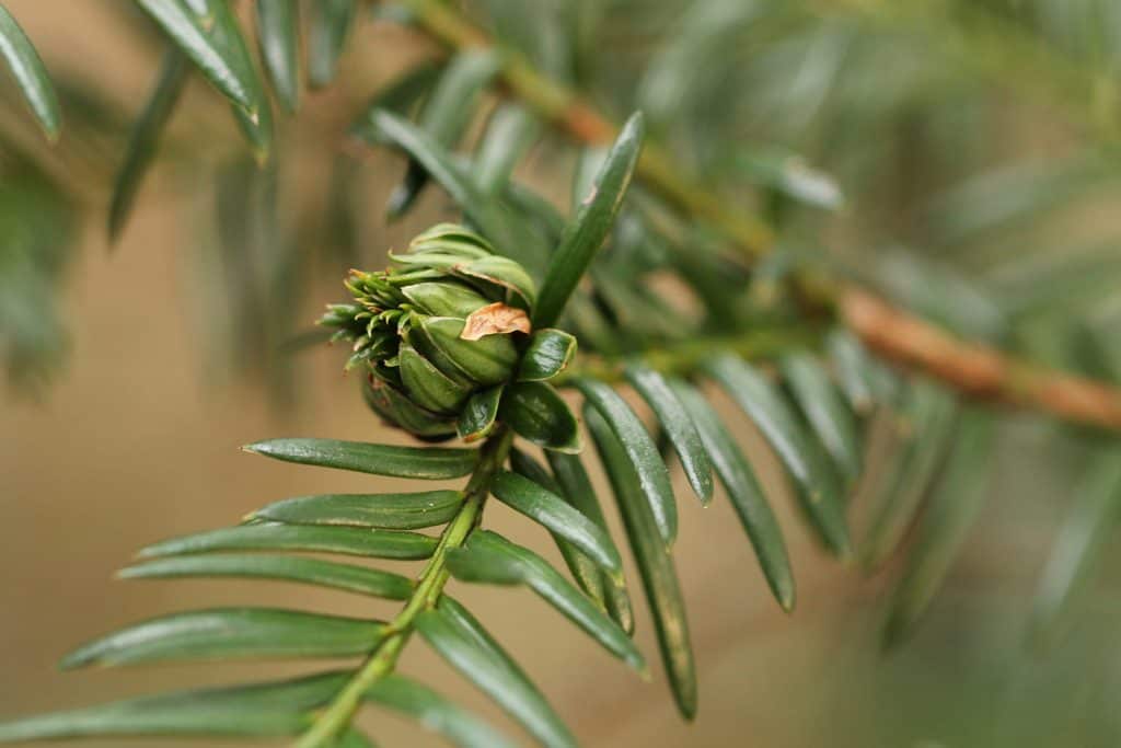 An einer Eibe haben sich die Nadeln zu einem Körbchen zusammengeschlossen.