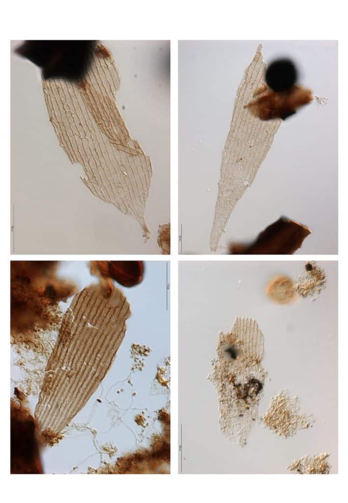 Fossile Schuppen von Schmetterlingen.