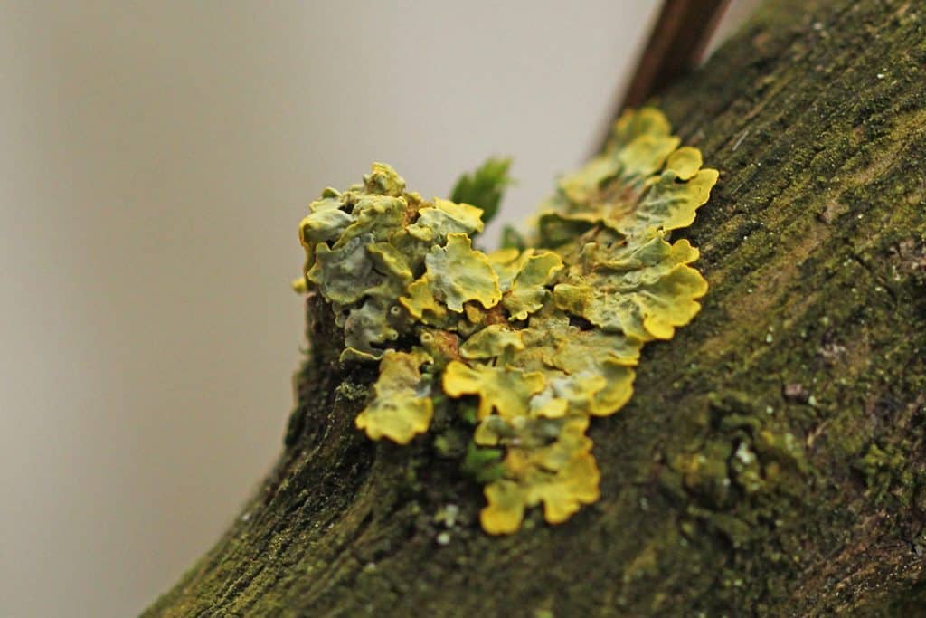 Eine Gelbflechte wächst auf dem Stamm.