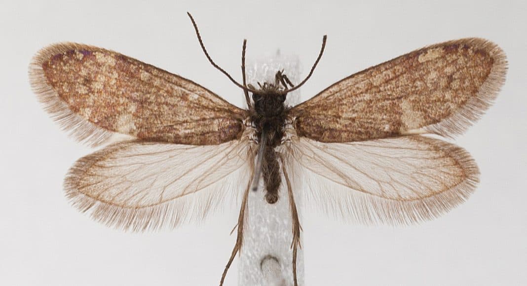 Evolutions Beispiel: primitiver Schmetterling.