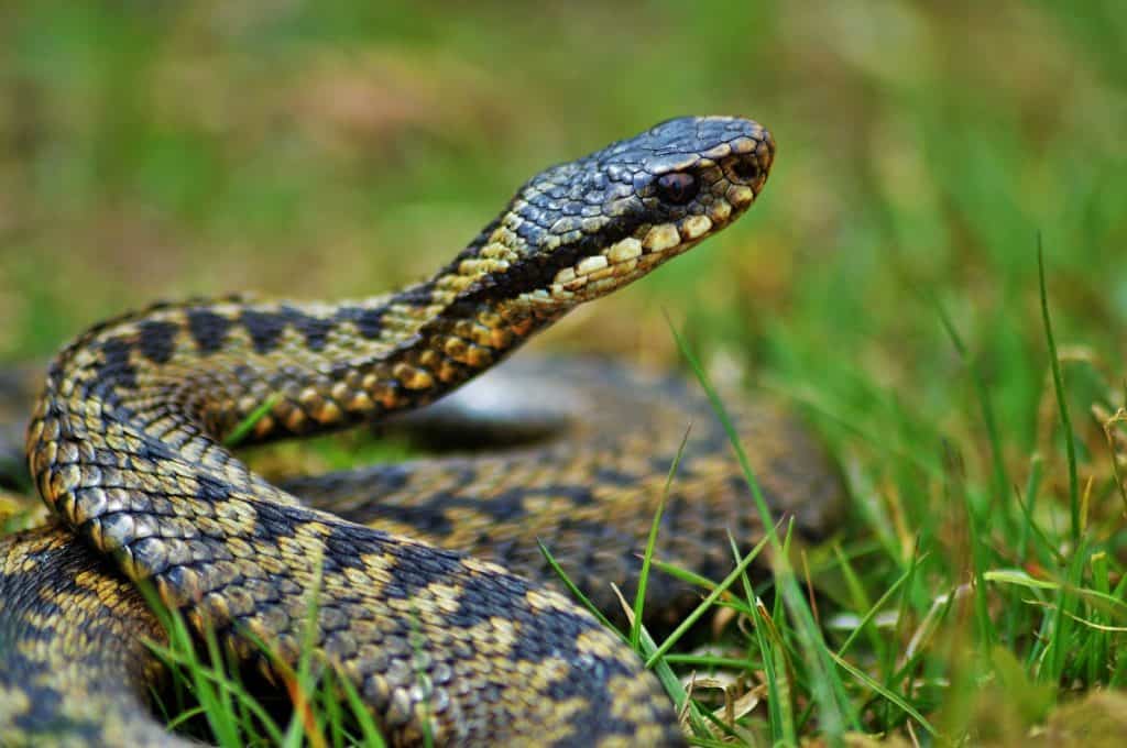 Eine der beiden giftigen Schlangenarten in der Schweiz. 