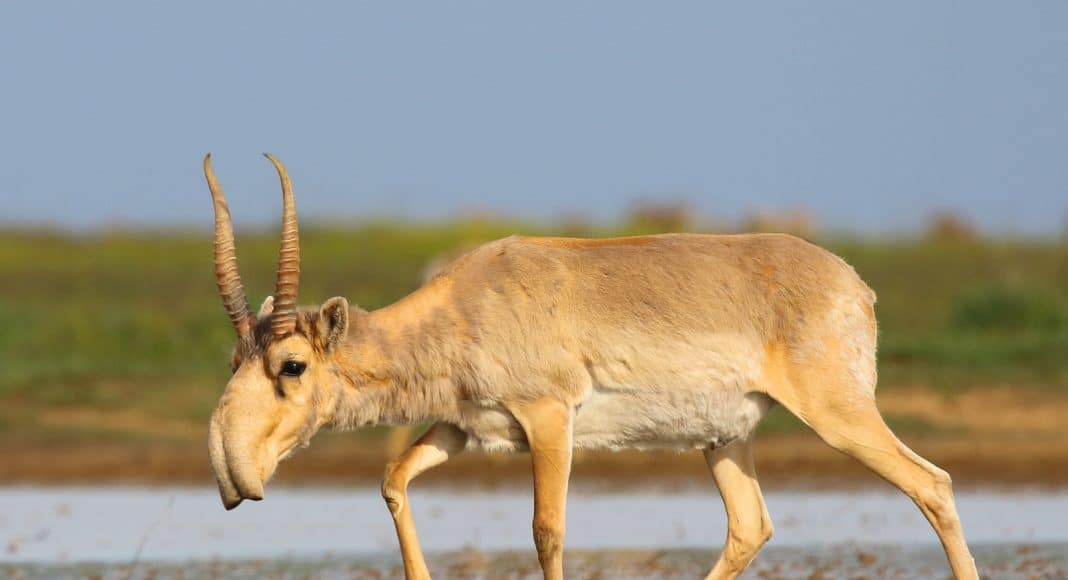 Der Temperaturanstieg und damit verbundene Bakterienwachstum war verantwortlich für das Massensterben der Saiga-Antilope.