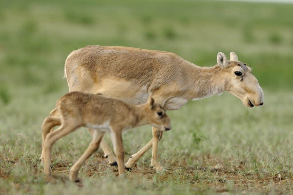 Wegen dem Klimawandel ist die Saiga Antilope zunehmend vom Aussterben bedroht.