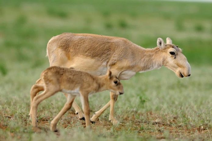Wegen dem Klimawandel ist die Saiga Antilope zunehmend vom Aussterben bedroht.