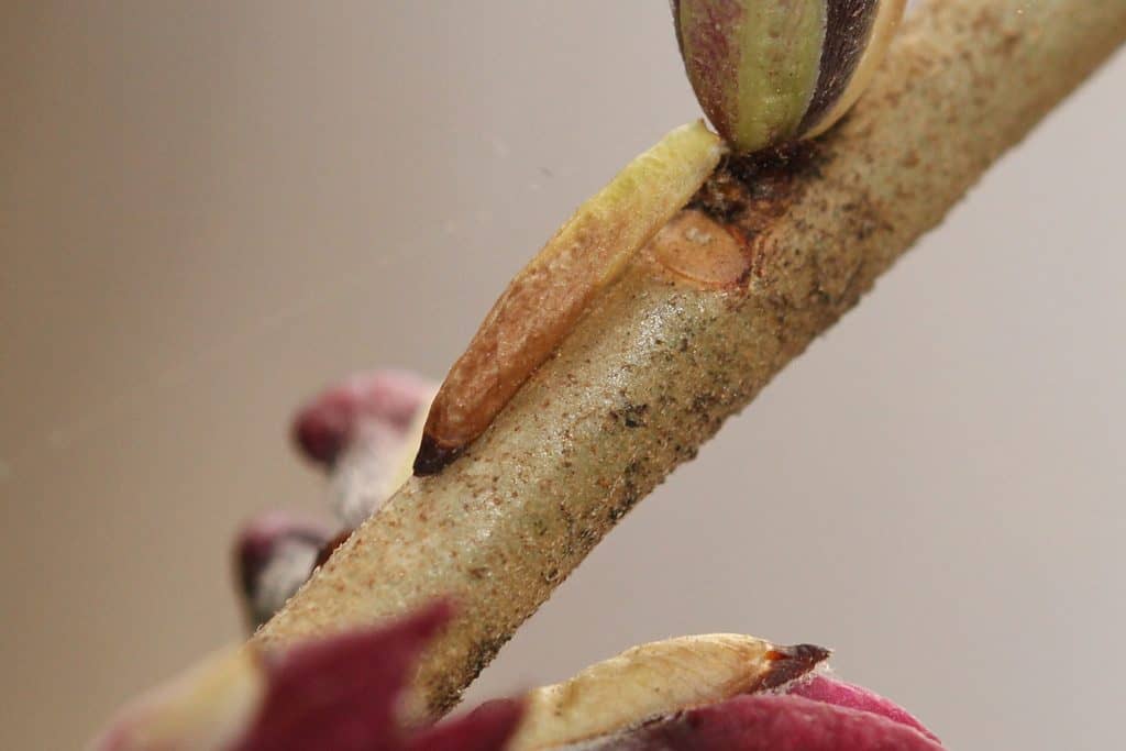 Eine Larve direkt neben einer Knopse des Seidelbasts.