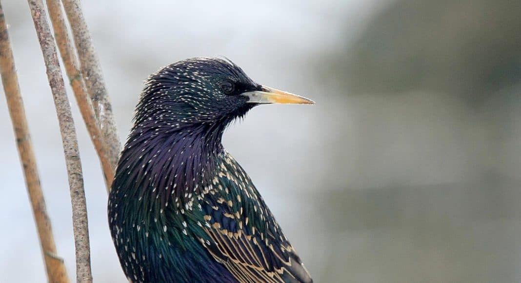Star hier alleine, ab und zu auch in riesigen Schwärmen unterwegs.