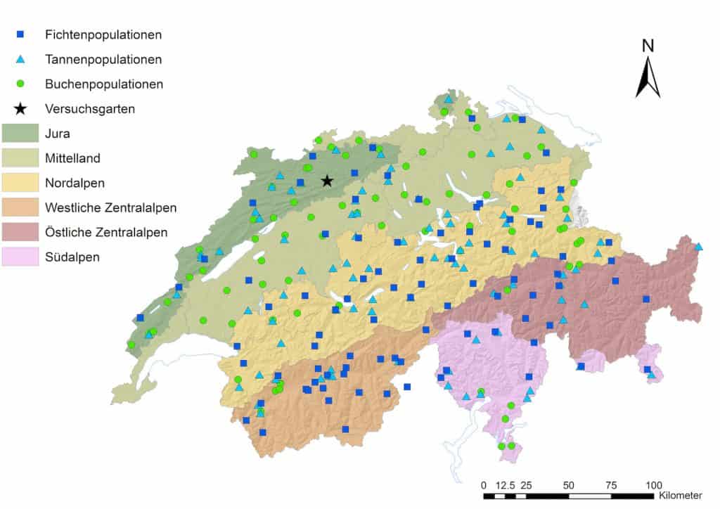 Verbreitung von Fichten, Tannen und Fichten in der Schweiz.