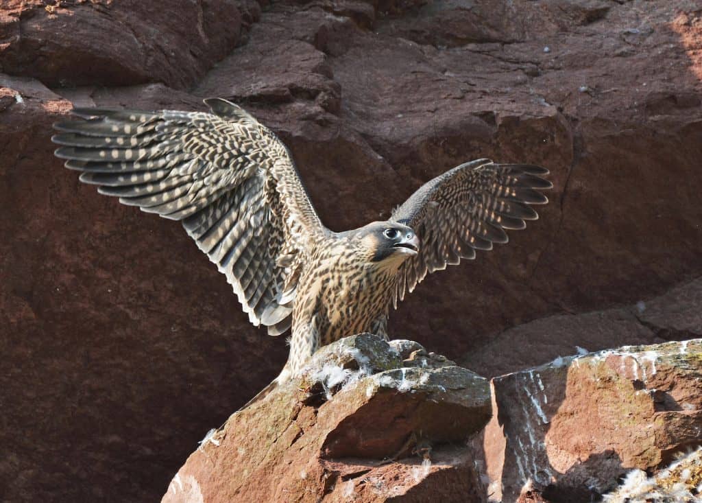 Ein junger Wanderfalke schläg mit seinen Flügeln.