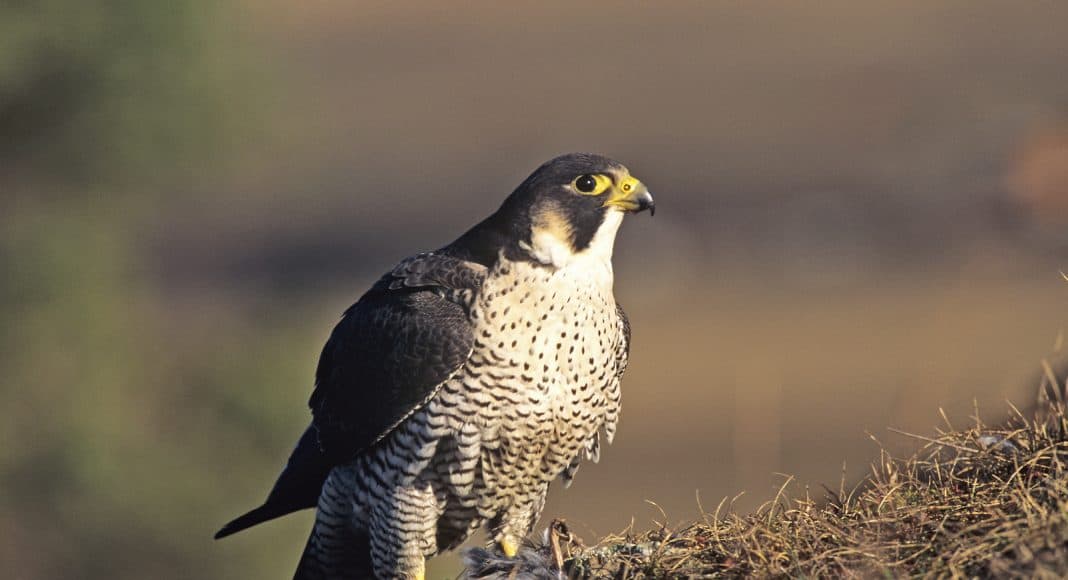 Der Wanderfalke, Vogel des Jahres 2018, sitzt auf einem Felsen.