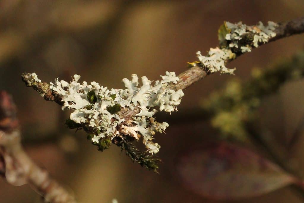 Wie so viele Flechtenarten ist diese silbrig-grau gefärbt.