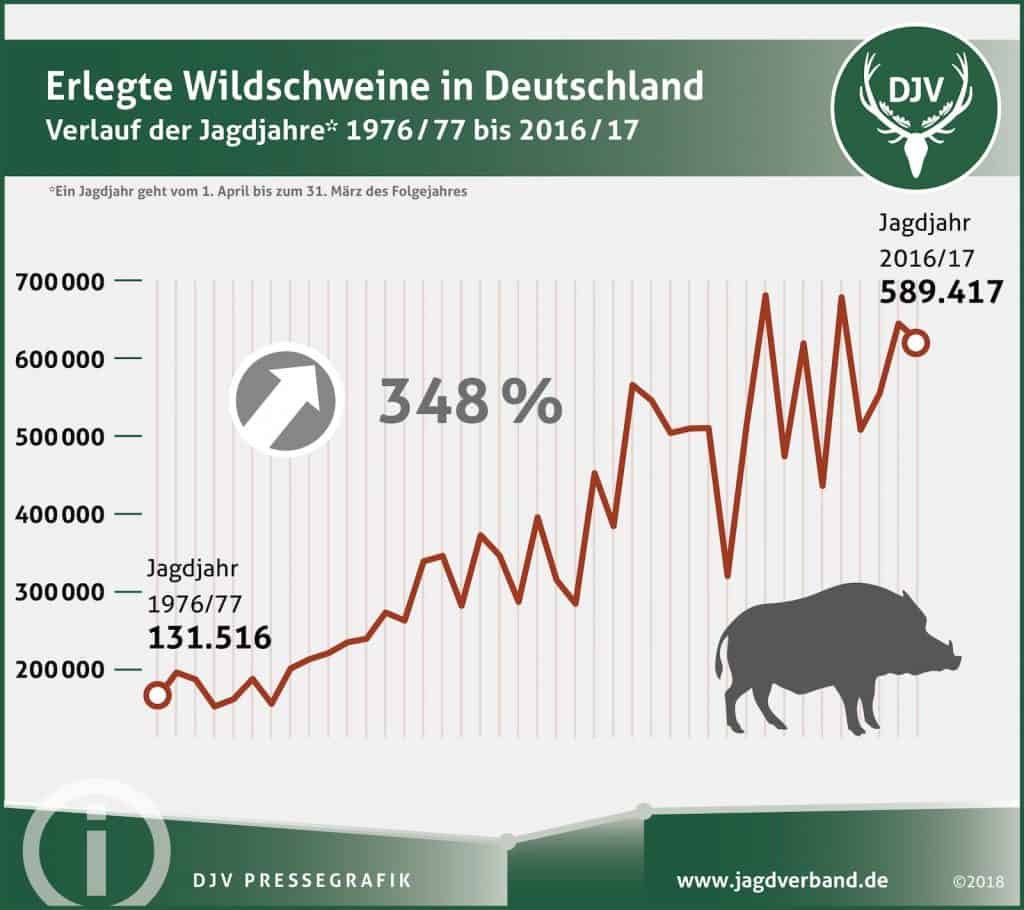 Immer mehr Wildschweine wurden in den letzten Jahren in Deutschland erlegt.