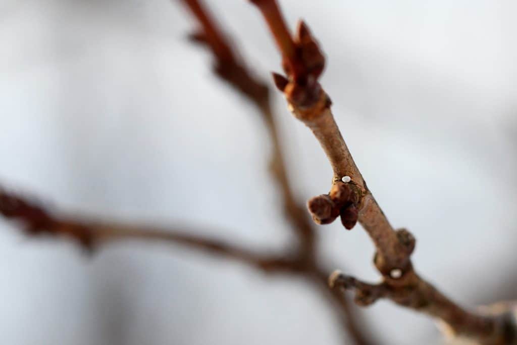 Kleine weisse Schmetterlingseier auf dem Ast.