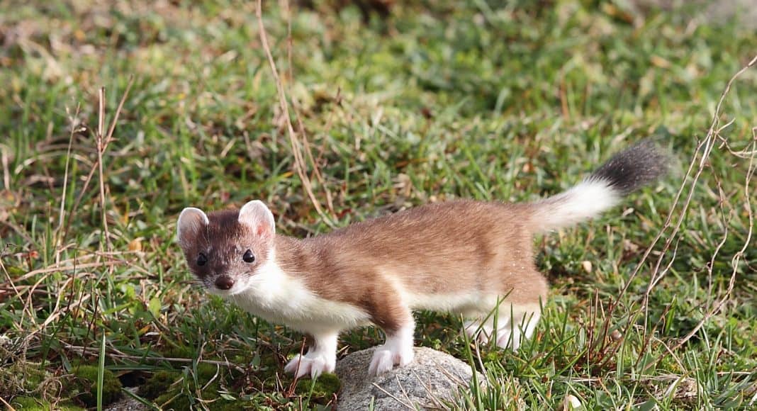 Hermelin war Tier des Jahres 2018