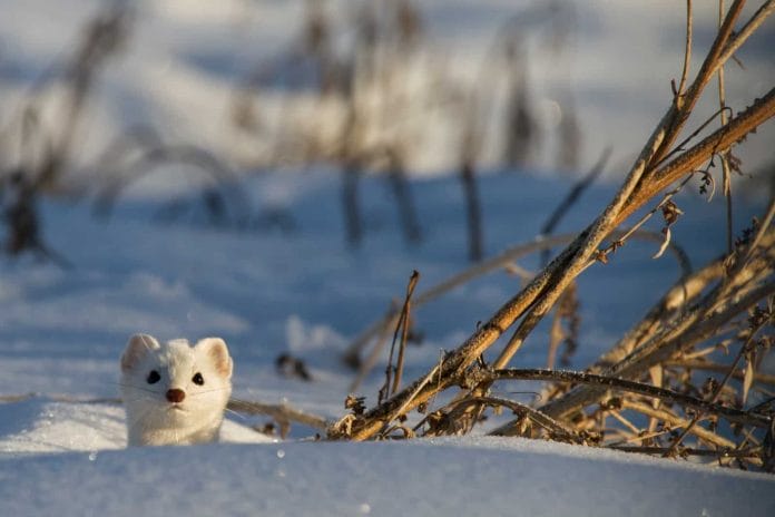 Ein Hermelin, Tier des Jahres 2018, sucht Deckung im Schnee.