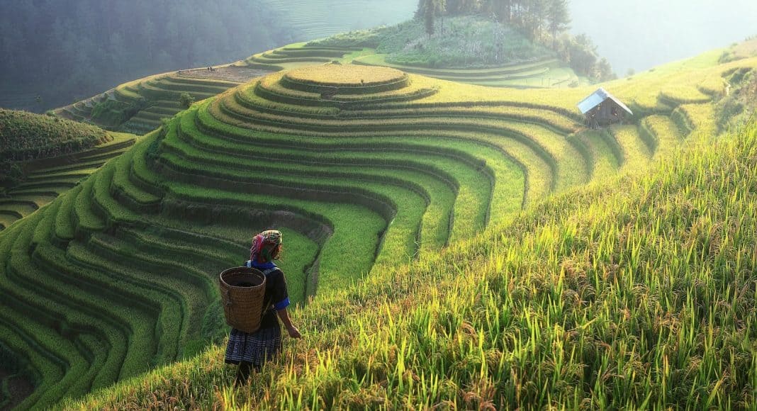 Kultur und Natur sind verbunden: hier eine Reisplantage in Asien.