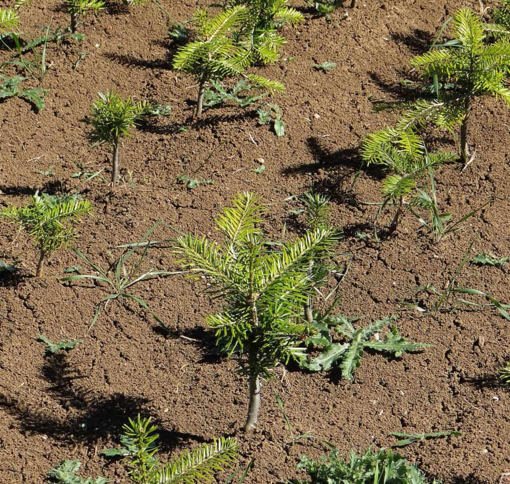 Junge Tannen (Abies alba) aus mehreren Populationen im Pflanzgarten bei Matzendorf.