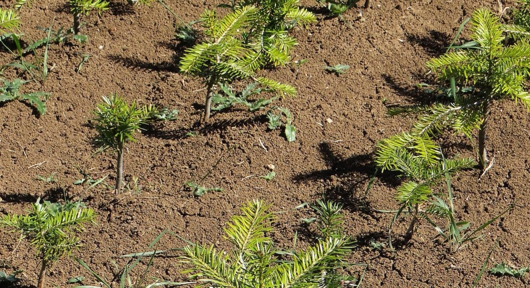 Junge Tannen (Abies alba) aus mehreren Populationen im Pflanzgarten bei Matzendorf.