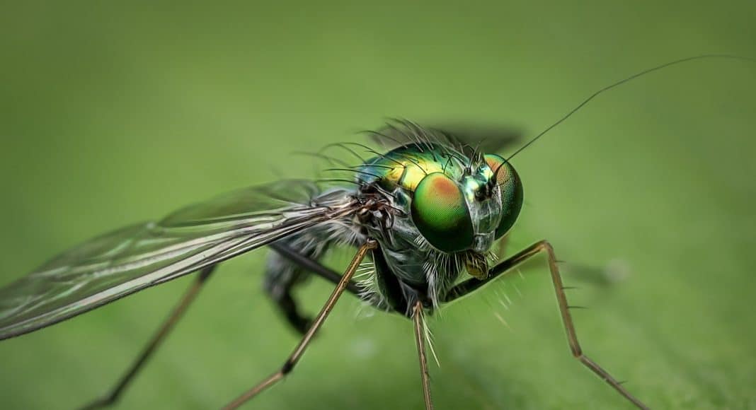 Auch weit verbreitete Insekten, wie diese Fliege, leiden unter dem Insektensterben.