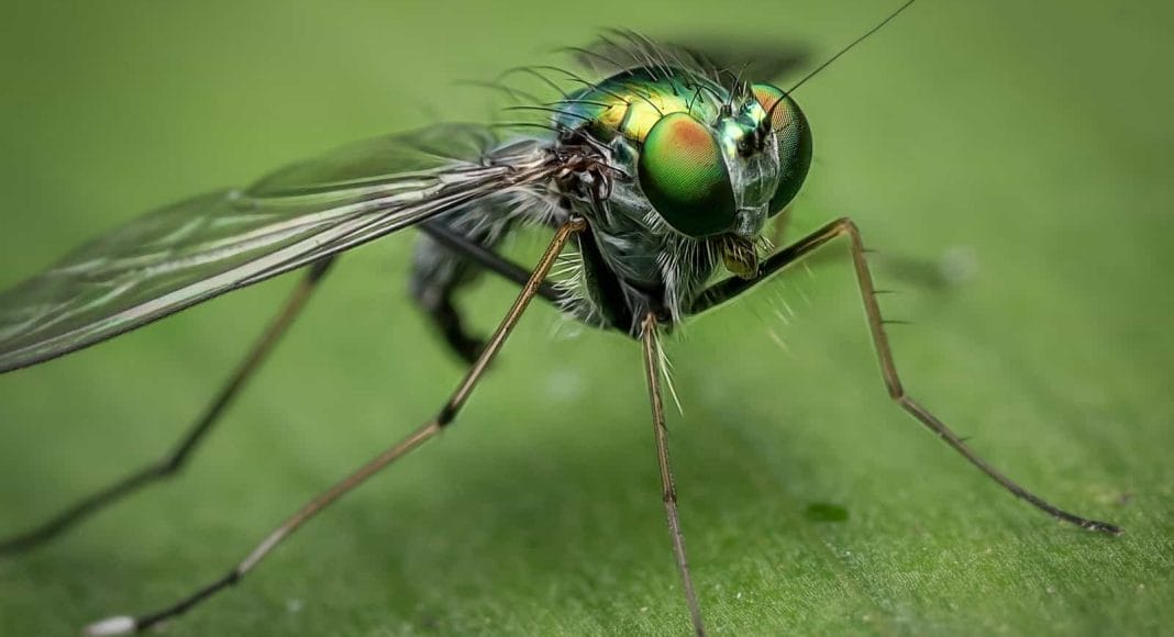 Auch weit verbreitete Insekten, wie diese Fliege, leiden unter dem Insektensterben.