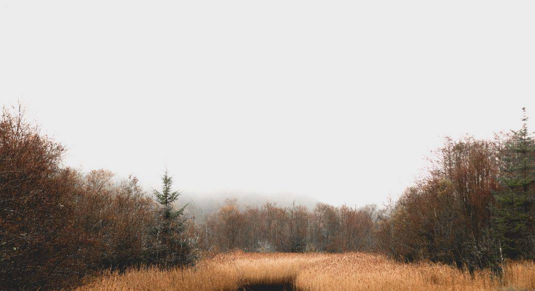 Moore und andere Feuchtgebiete sind wichtig für die Biodiversität